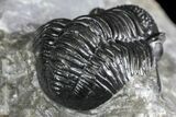 Detailed Gerastos Trilobite Fossil - Morocco #134097-5